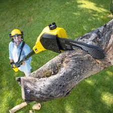 How Our Tree Care Process Works  in  Clayton, NJ